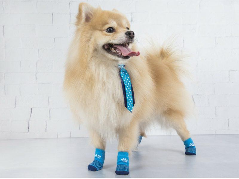 Lupo investe no mercado têxtil para animais.