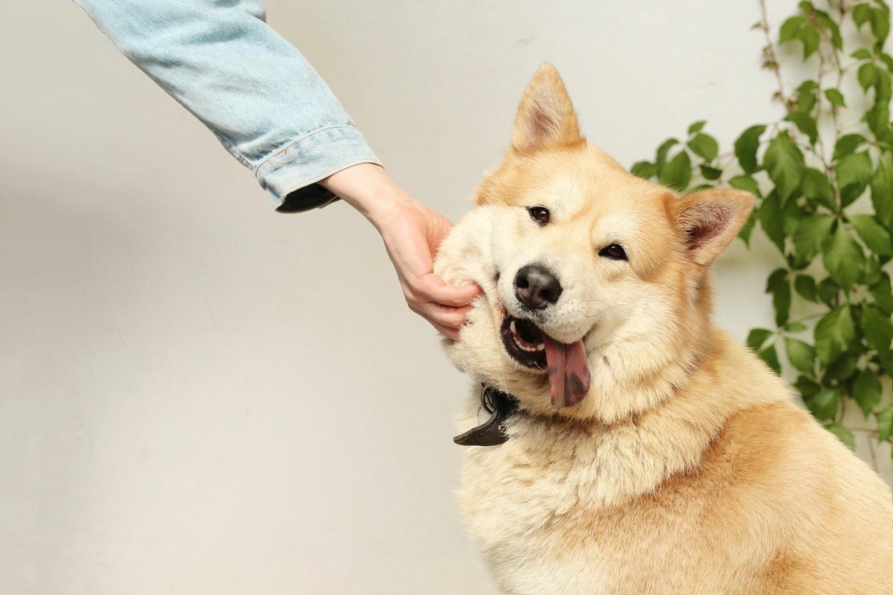PET SHOP BOSS
